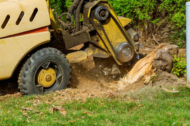 Best Tree Mulching  in North Yelm, WA