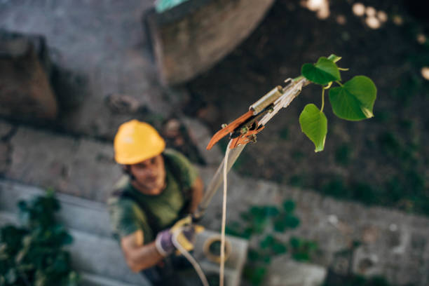 Best Tree Health Inspection  in North Yelm, WA